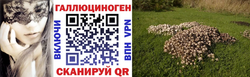 Псилоцибиновые грибы Cubensis  что такое   кракен ссылки  Кущёвская 
